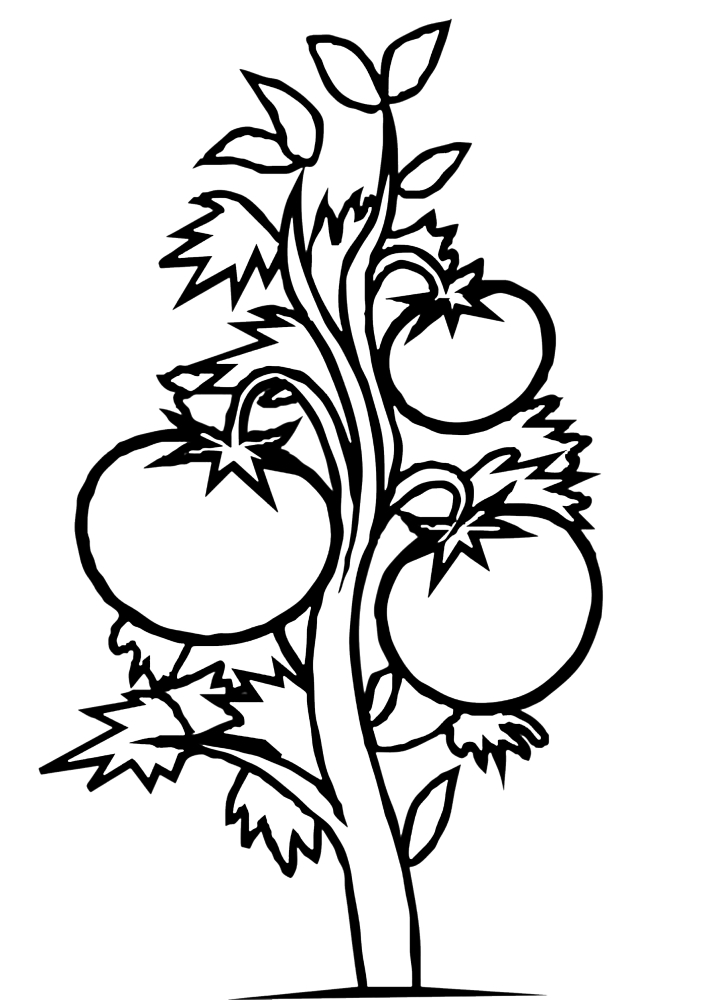 Coloring page Tomatoes on a sprig Print